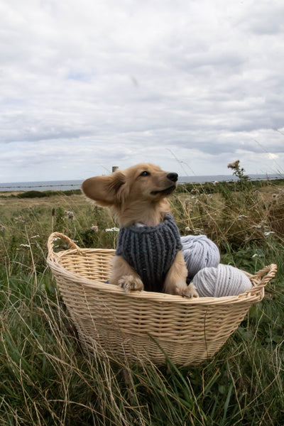Teal Doggie Coat Kit - The Knitter's Yarn