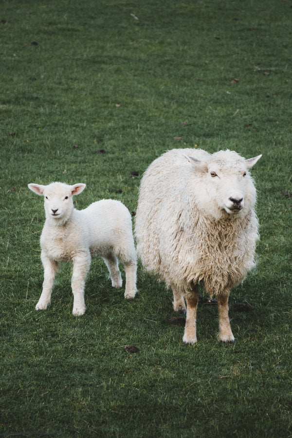 Celebrate the first European Wool Day on 9th April 2021